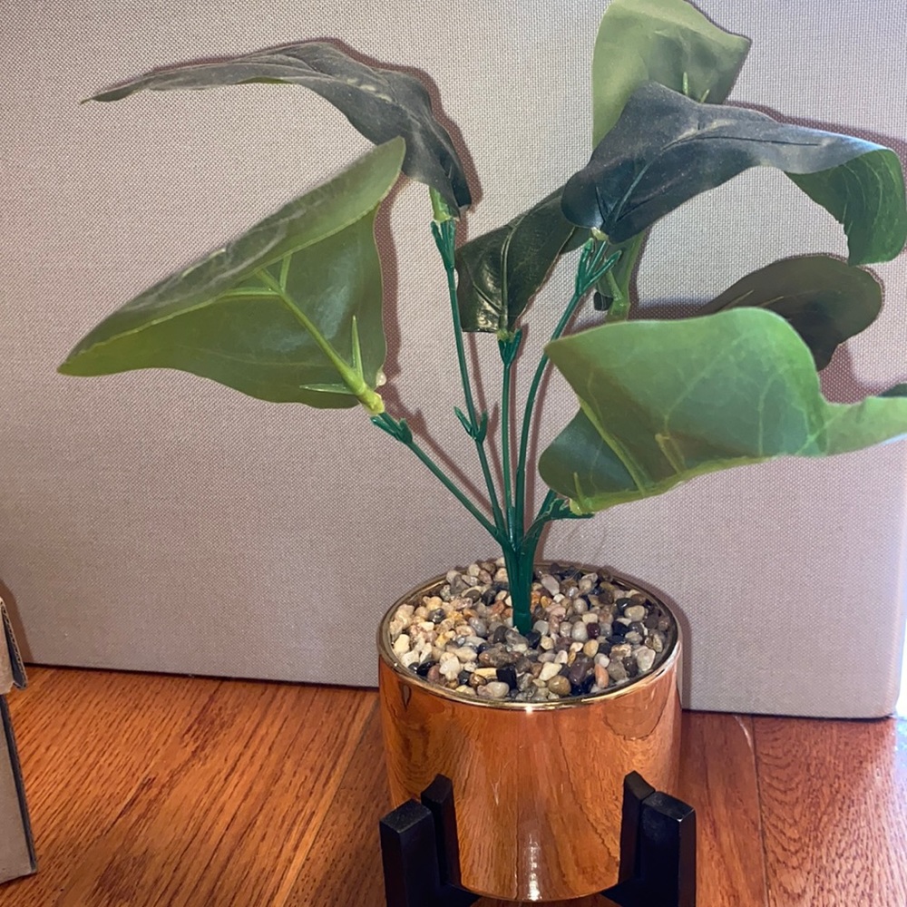 plant